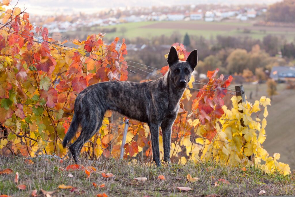 chien dans les vignes